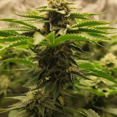Master Kush growlog timeline photo