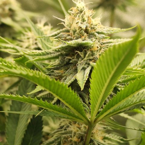 Master Kush growlog timeline photo