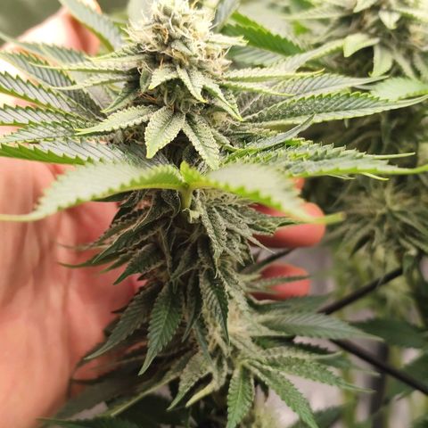 Master Kush growlog timeline photo