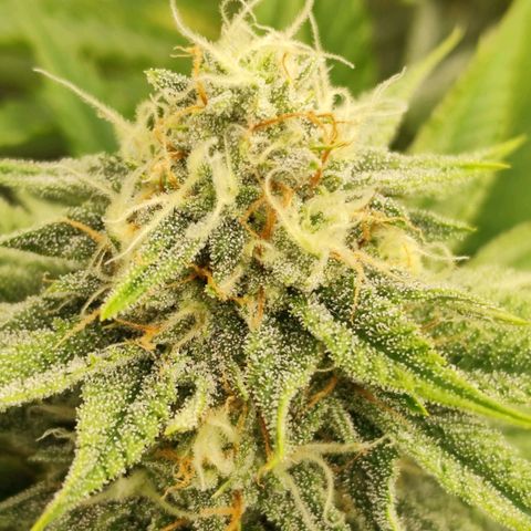 Master Kush growlog timeline photo