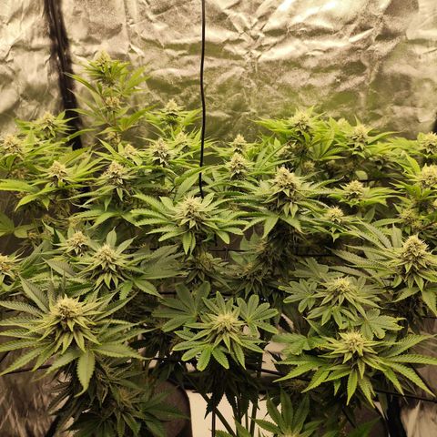 Master Kush growlog timeline photo