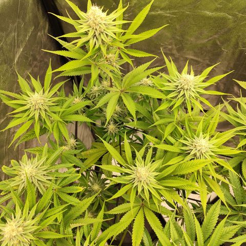 Master Kush growlog timeline photo