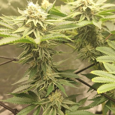 Master Kush growlog timeline photo