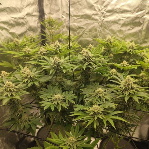 Master Kush growlog timeline photo