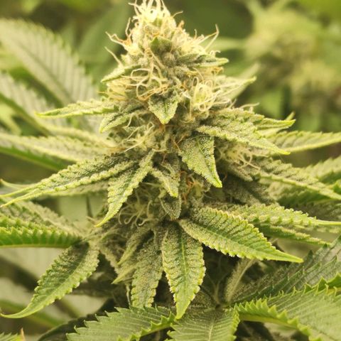 Master Kush growlog timeline photo