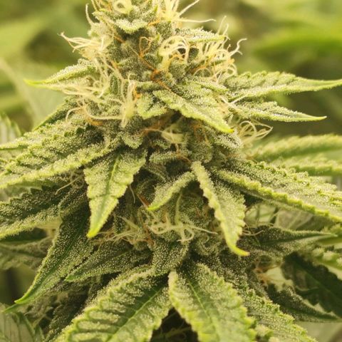 Master Kush growlog timeline photo