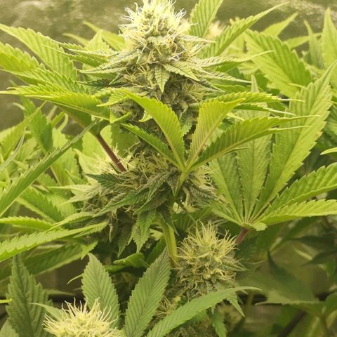 Master Kush growlog timeline photo