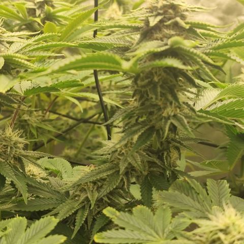Master Kush growlog timeline photo