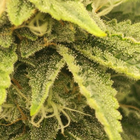 Master Kush growlog timeline photo