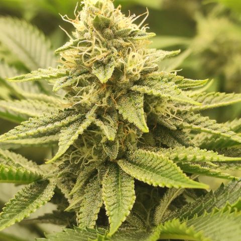 Master Kush growlog timeline photo