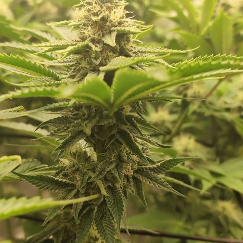 Master Kush growlog timeline photo