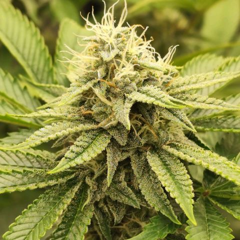 Master Kush growlog timeline photo