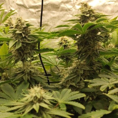 Master Kush growlog timeline photo