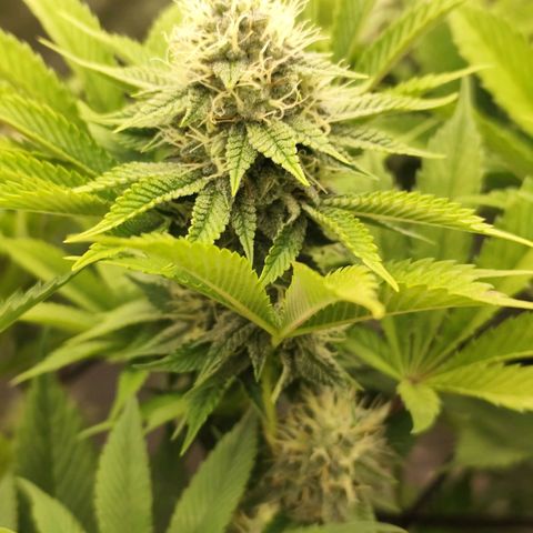 Master Kush growlog timeline photo