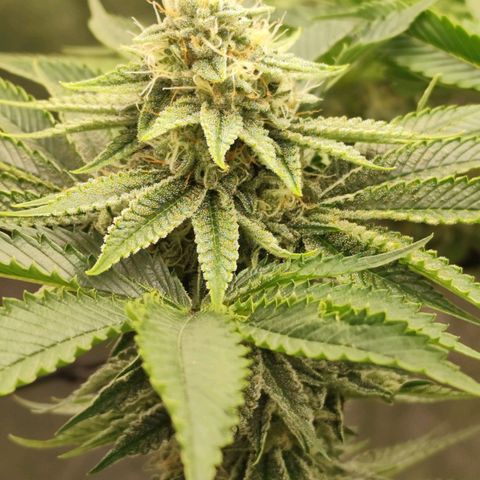 Master Kush growlog timeline photo