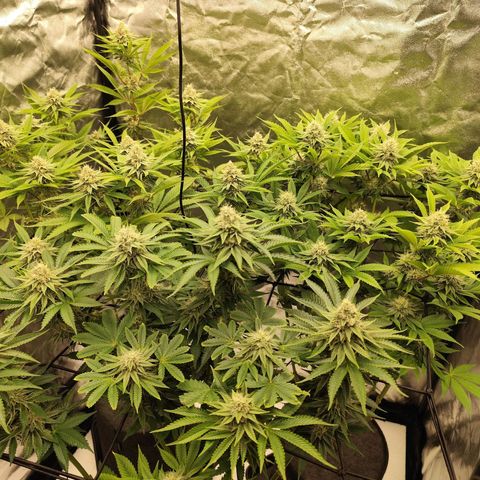Master Kush growlog timeline photo