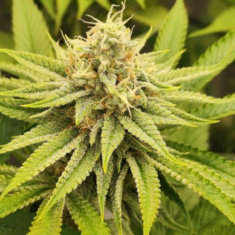 Master Kush growlog timeline photo