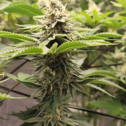 Master Kush growlog timeline photo