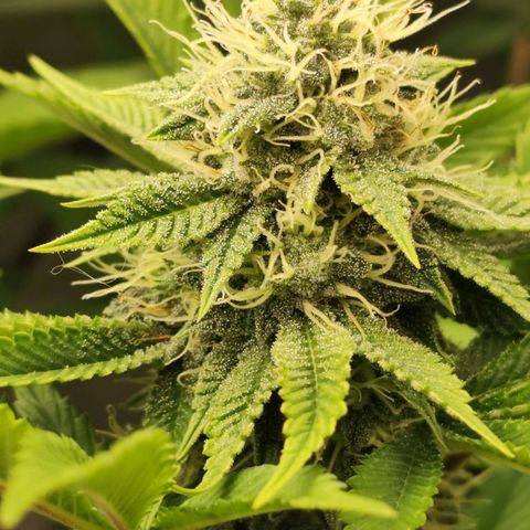 Master Kush growlog timeline photo