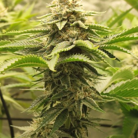 Master Kush growlog timeline photo