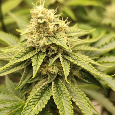 Master Kush growlog timeline photo