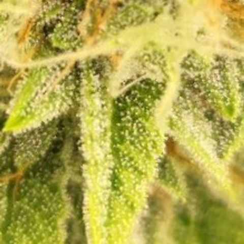 Master Kush growlog timeline photo