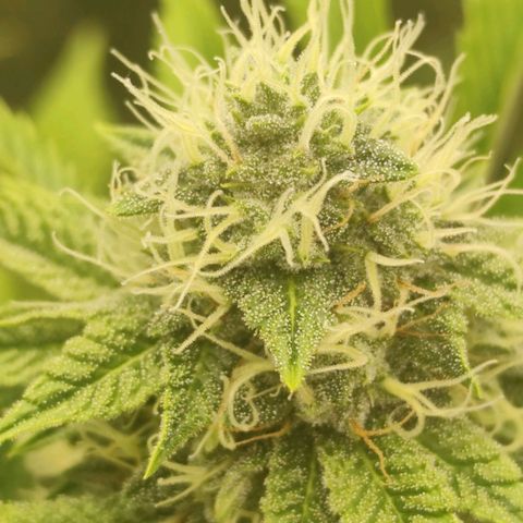 Master Kush growlog timeline photo