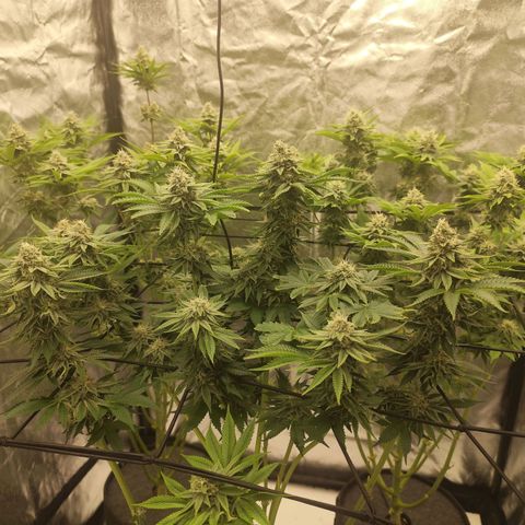 Master Kush growlog timeline photo