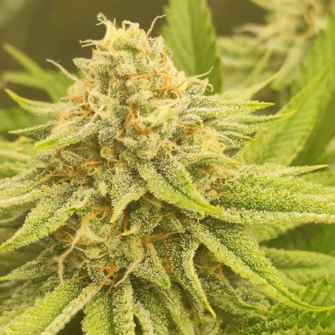 Master Kush growlog timeline photo