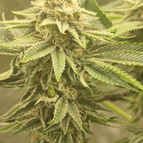 Master Kush growlog timeline photo