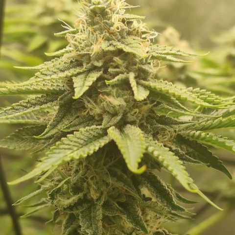 Master Kush growlog timeline photo