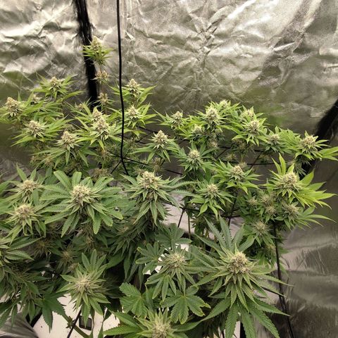 Master Kush growlog timeline photo