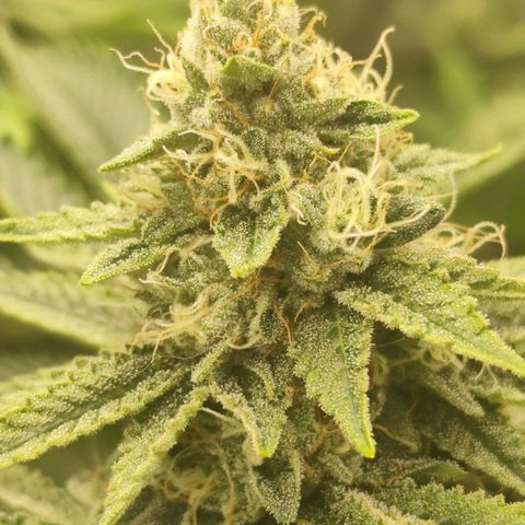 Master Kush growlog timeline photo