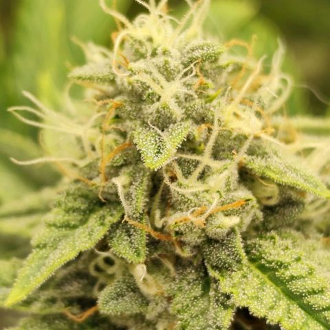 Master Kush growlog timeline photo