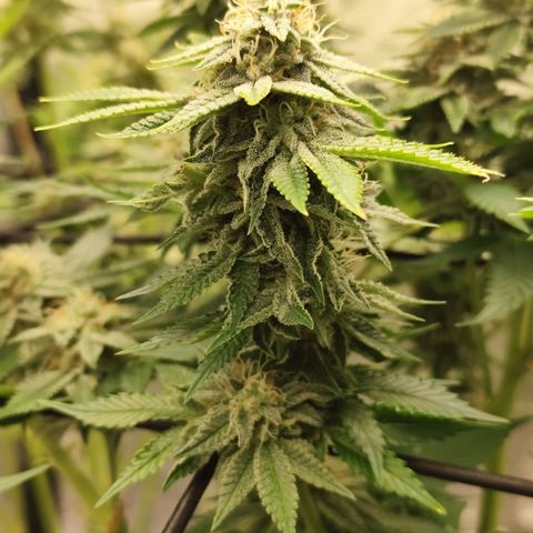 Master Kush growlog timeline photo
