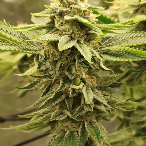 Master Kush growlog timeline photo