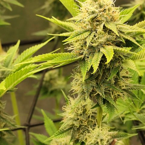 Master Kush growlog timeline photo