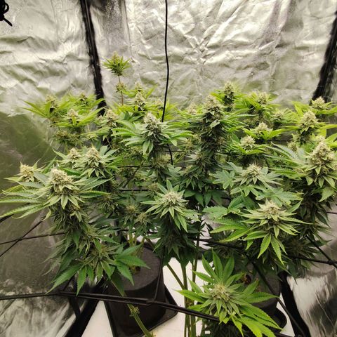 Master Kush growlog timeline photo