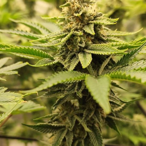 Master Kush growlog timeline photo