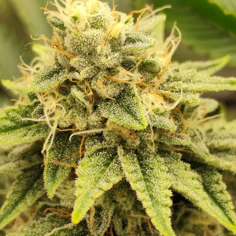 Master Kush growlog timeline photo