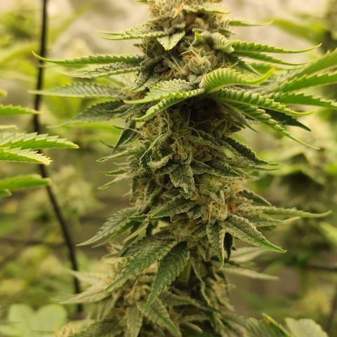Master Kush growlog timeline photo