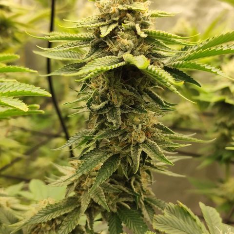 Master Kush growlog timeline photo