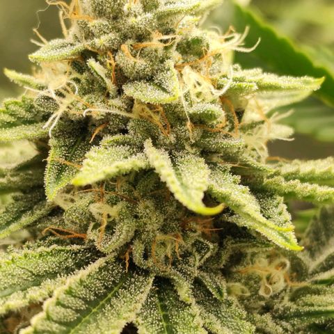 Master Kush growlog timeline photo
