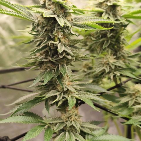 Master Kush growlog timeline photo