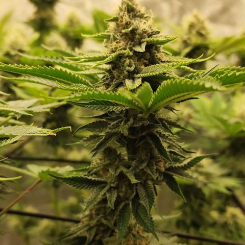 Master Kush growlog timeline photo