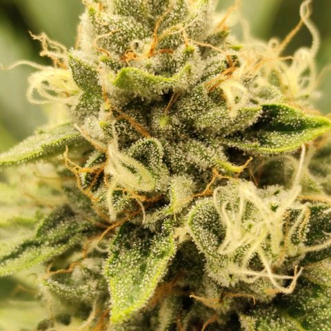 Master Kush growlog timeline photo