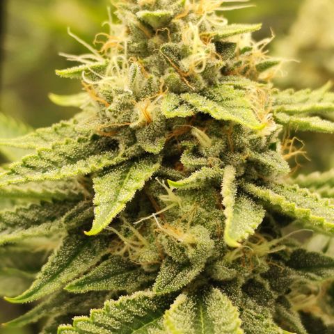 Master Kush growlog timeline photo