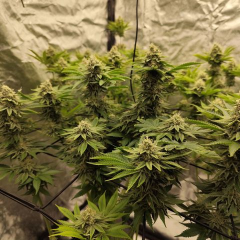 Master Kush growlog timeline photo