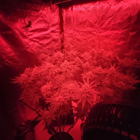 Master Kush growlog timeline photo