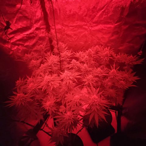 Master Kush growlog timeline photo